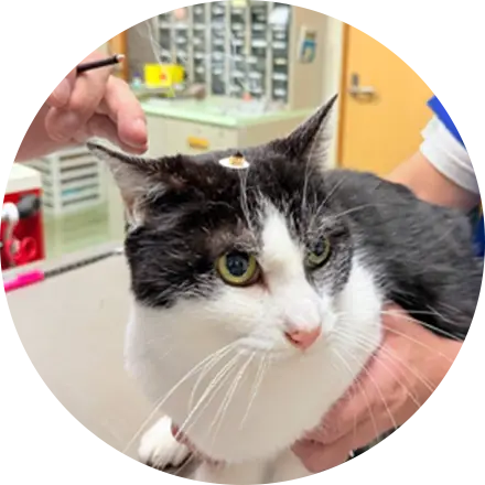 獣医中医学治療